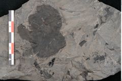Foto (Detailansicht) von Plantae indet.  (NHMW-GEO-2024-0188-11386)
